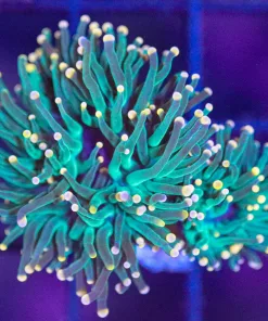 Wysiwyg Torch Coral (C15)