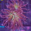 WYSIWYG Torch Coral Frag (C20)