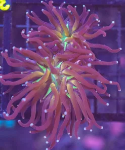 WYSIWYG Torch Coral Frag (C20)