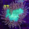 Wysiwyg Elegance Coral Frag (C22) ***