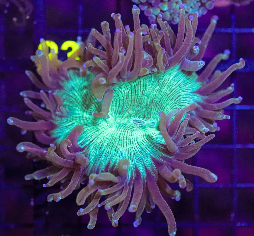Frag Box Corals