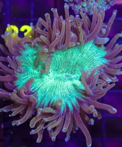 Wysiwyg Elegance Coral Frag (C22)