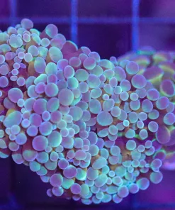 Branching Hammer Coral Frag (C23) **2-for-1**