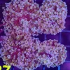 Hammer Coral Frag (C27)