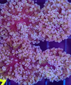 Hammer Coral Frag (C27)