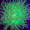 Wysiwyg Bright Green Torch Coral (C36)