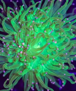 Wysiwyg Bright Green Torch Coral (C36)