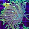 Wyswiyg Torch Coral Frag (C44)