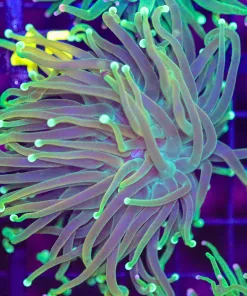 Wyswiyg Torch Coral Frag (C44)