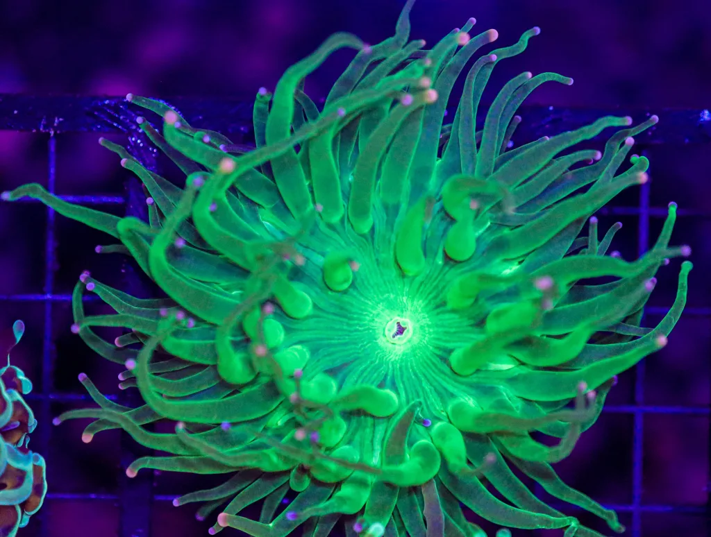 Frag Box Corals
