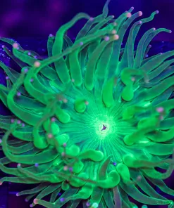 Wysiwyg Bright Green Torch Coral (C45)