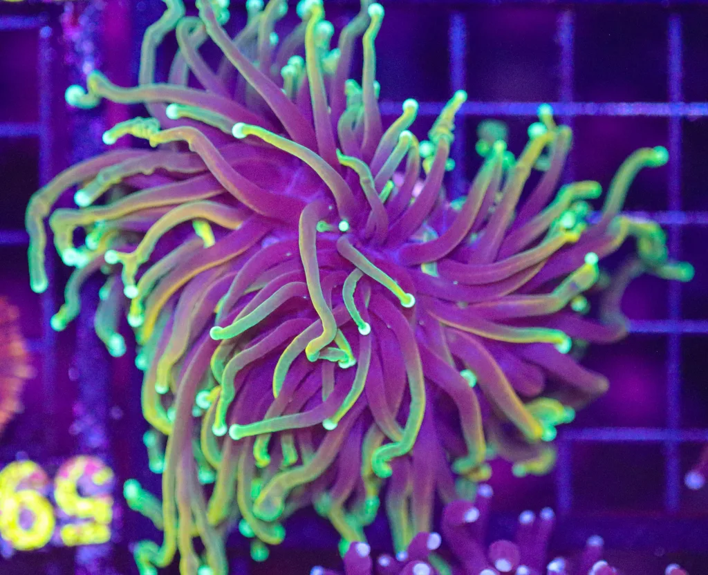 Frag Box Corals