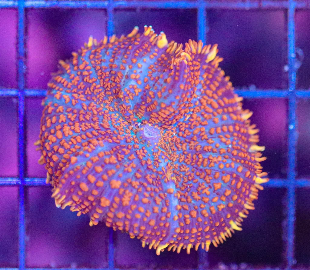 Frag Box Corals