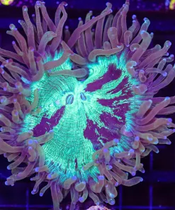 Wysiwyg Aussie Elegance Coral (C65)