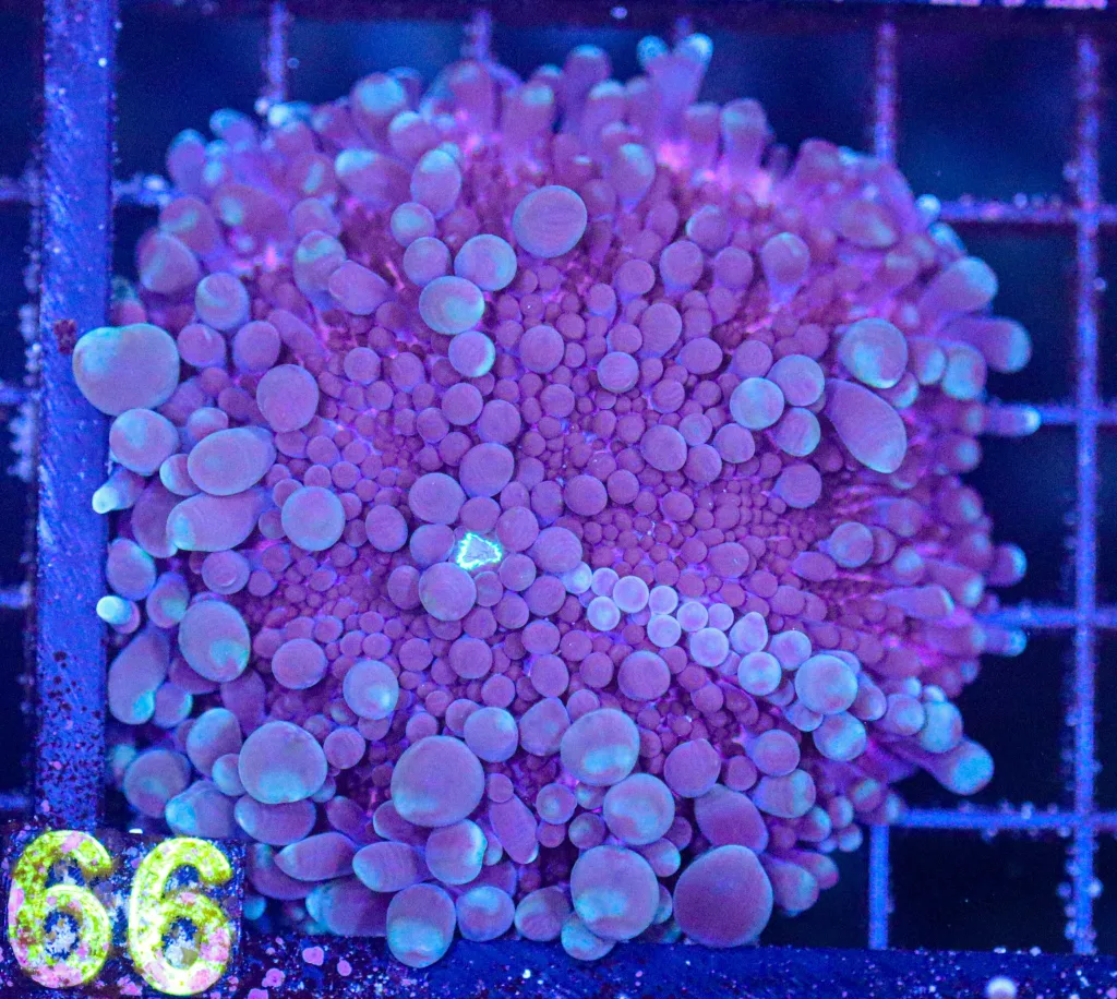Frag Box Corals