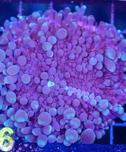 Wysiwyg Massive Purple Bounce Ricordea Yuma Mushroom Coral (C66) *Free shipping - no minimum livestock spend*