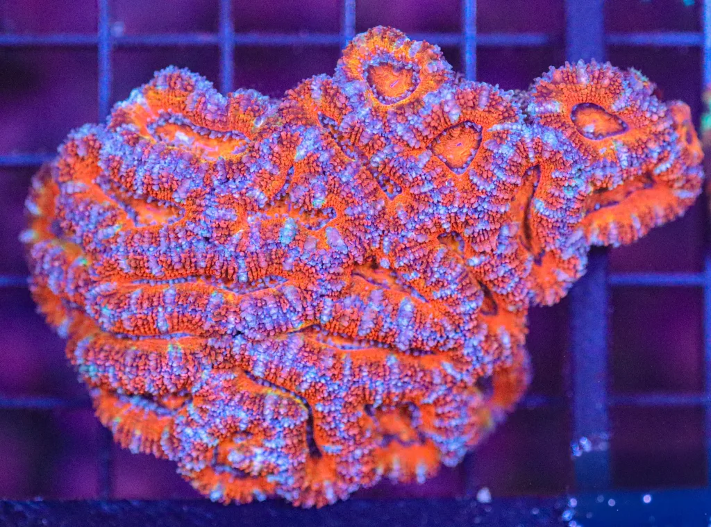 Frag Box Corals