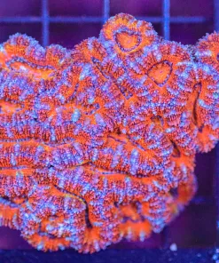 Wysiwyg Acan Coral Colony (C73)