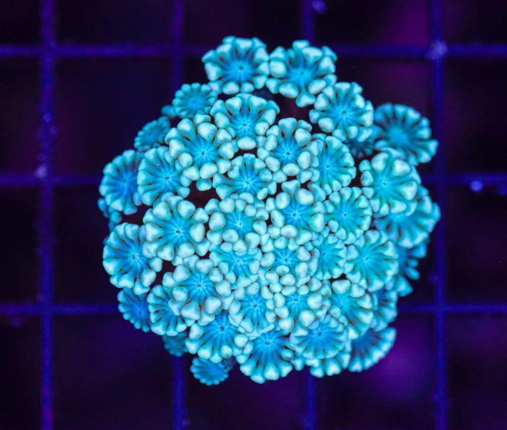 Frag Box Corals