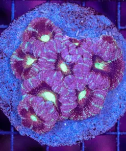 WYSIWYG Blastomussa Colony (C84)