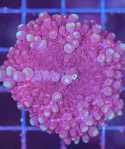 Wysiwyg Ricordea YUma Mushroom Coral (C86)