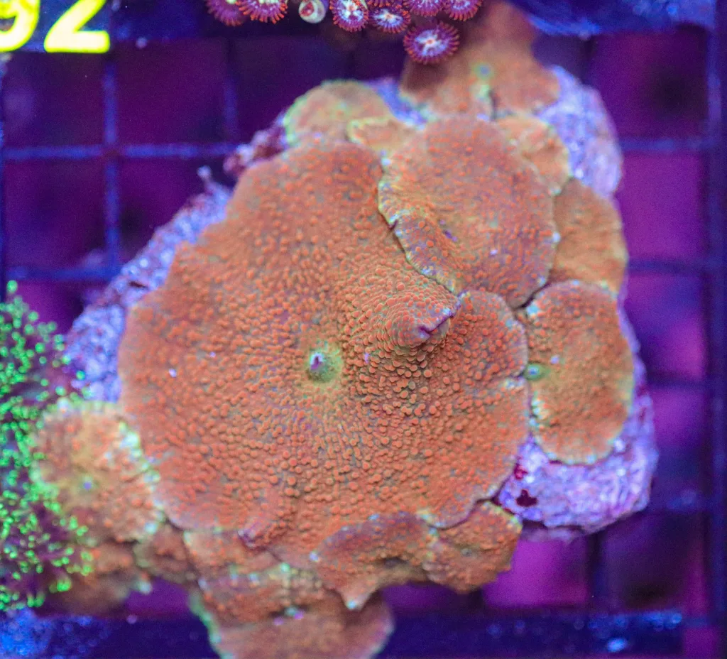 Frag Box Corals