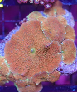 Wysiwyg Orange Discosoma Mushroom Rock (C90)