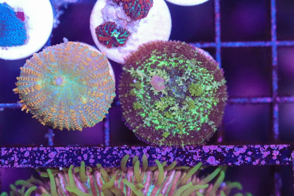 Frag Box Corals