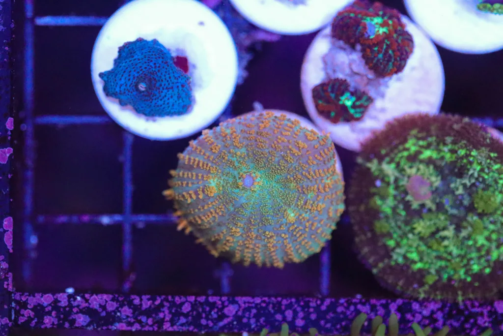 Frag Box Corals