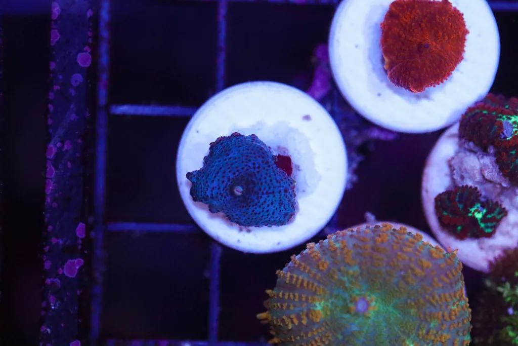 Frag Box Corals
