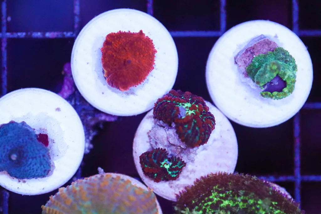 Frag Box Corals