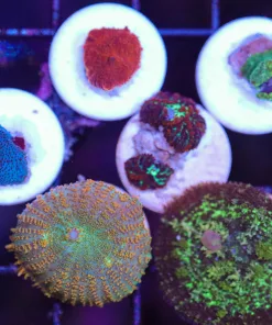 WYSIWYG Mushroom Frag Pack (C96)