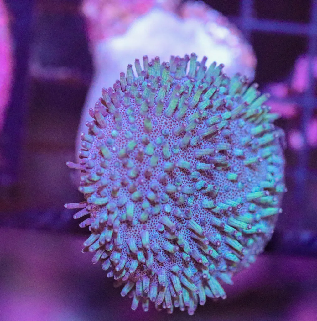 Frag Box Corals