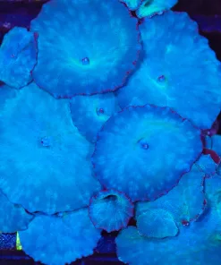 Wysiwyg Blue Discosoma Colony  (C115)