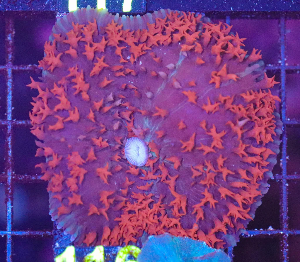 Frag Box Corals
