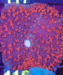 Wysiwyg St. Thomas Mushroom (C116)