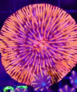 Wysiwyg Fungia Plate Coral (C127)