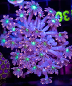 Wysiwyg Clove Polyp Colony (C130)