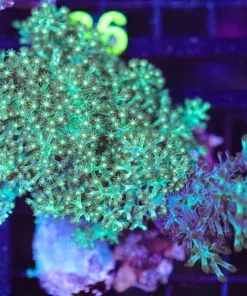 Wysiwyg Nepthea Leather Coral Combo(C135) **2-for-1**