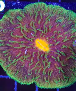 Wysiwyg Fungia Plate Coral (C142)