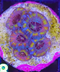 Wysiwyg Acan Coral (C148)