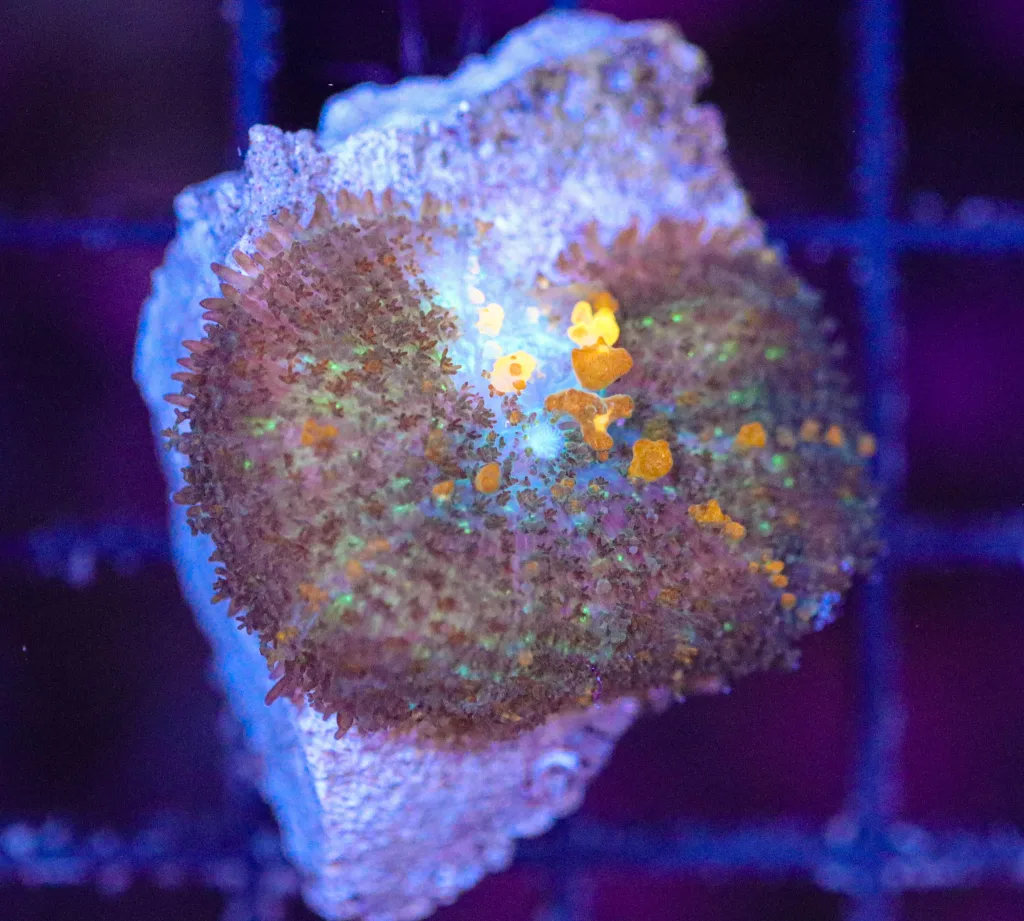 Frag Box Corals
