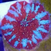 Wysiwyg Ultra Red Riding Hood Mushroom Coral (C158)