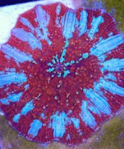 Wysiwyg Ultra Red Riding Hood Mushroom Coral (C158)