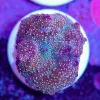 Orange Dot Discosoma Mushroom Frag (Row #95:B)