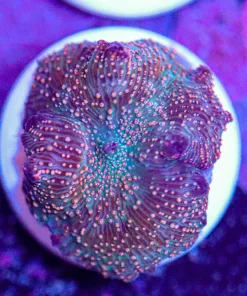 Orange Dot Discosoma Mushroom Frag (Row #95:B)