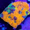 Crazy Marbled Orange Blue Acan Echinata Coral Frag (Row #90:B)
