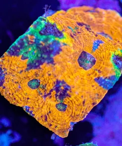 Crazy Marbled Orange Blue Acan Echinata Coral Frag (Row #90:B)