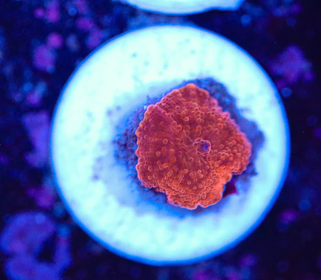 Frag Box Corals