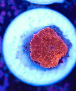 Small Red Bloody Mary Discosoma Mushroom (Z15)